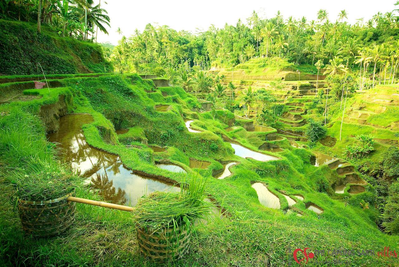 Capung Sakti Villas Ubud  Luaran gambar